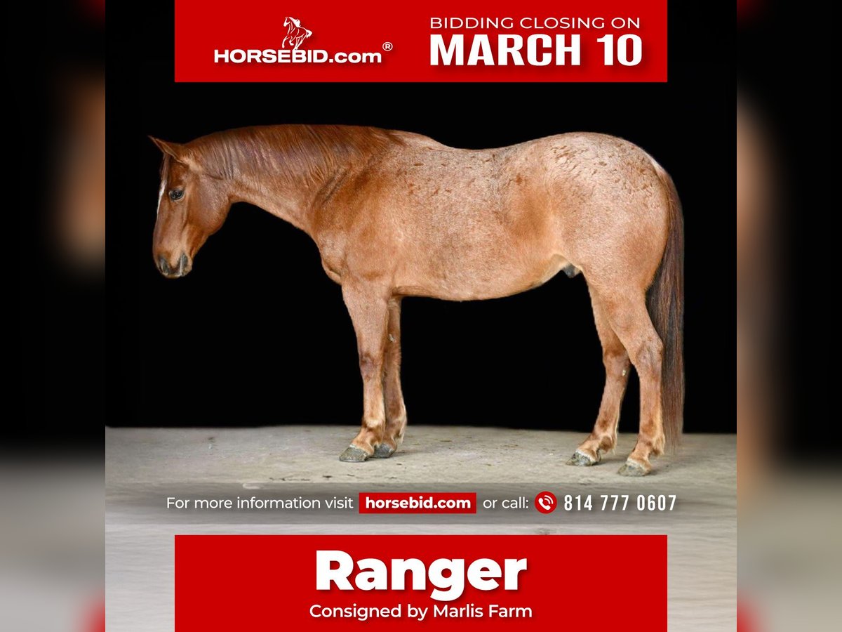 American Quarter Horse Ruin 8 Jaar 152 cm Roan-Red in Rebersburg, PA