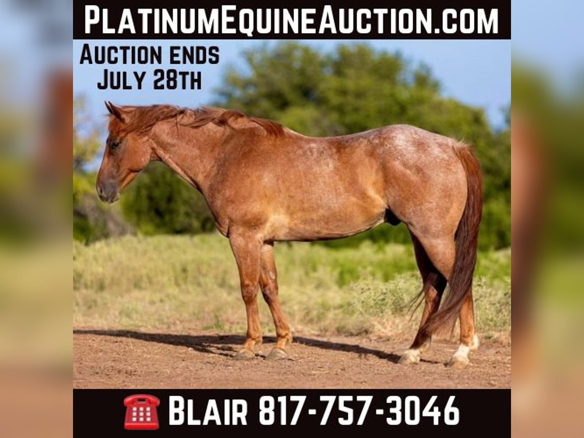 American Quarter Horse Ruin 8 Jaar 152 cm Roan-Red in Weatherford TX