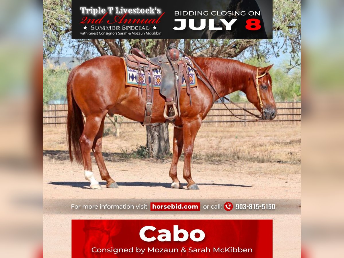 American Quarter Horse Ruin 8 Jaar 152 cm Roodvos in Carefree, AZ