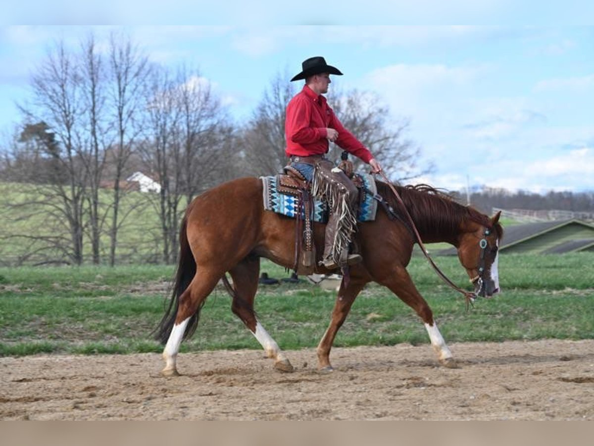 American Quarter Horse Ruin 8 Jaar 155 cm Donkere-vos in Jackson OH