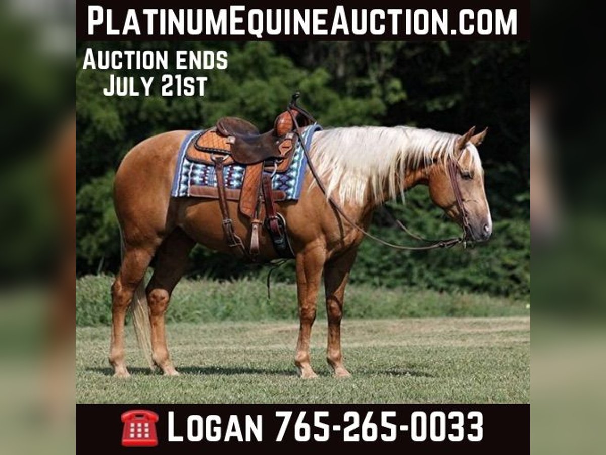 American Quarter Horse Ruin 8 Jaar 155 cm Palomino in Level Green KY