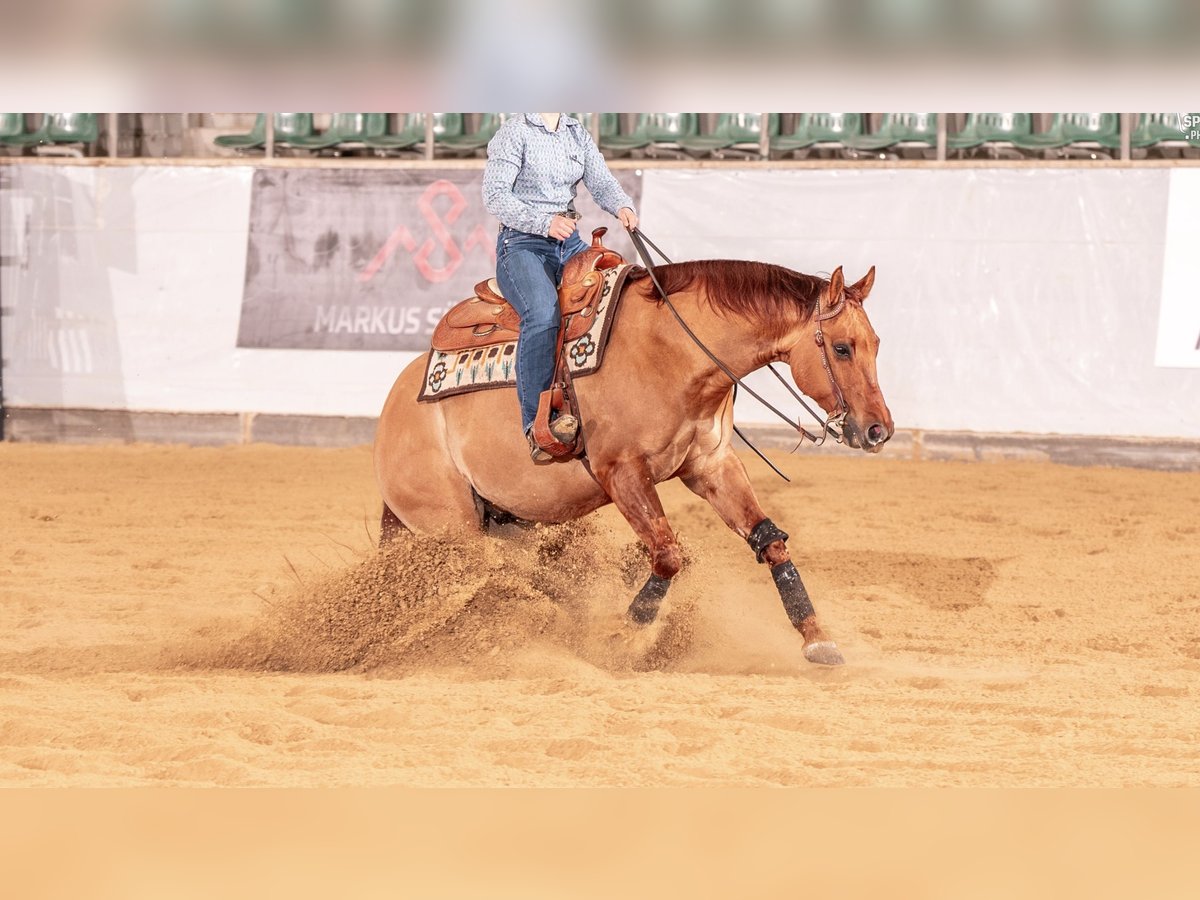 American Quarter Horse Ruin 8 Jaar 155 cm Red Dun in Markt Indersdorf