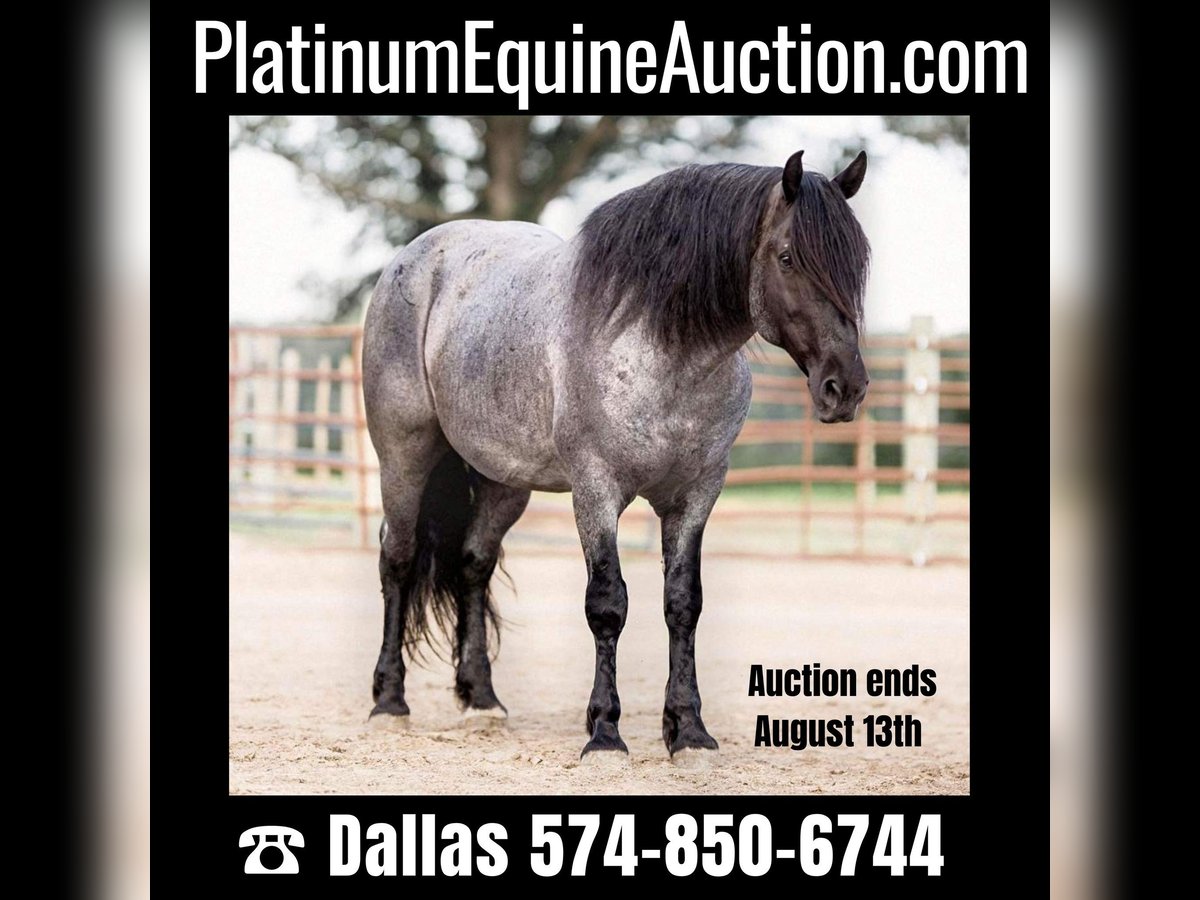 American Quarter Horse Ruin 8 Jaar 155 cm Roan-Blue in North Judson IN