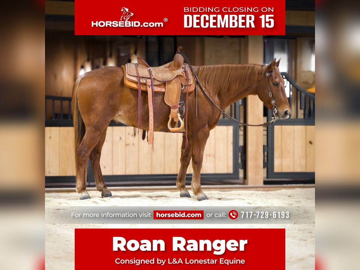 American Quarter Horse Ruin 8 Jaar 155 cm Roan-Red in Needmore