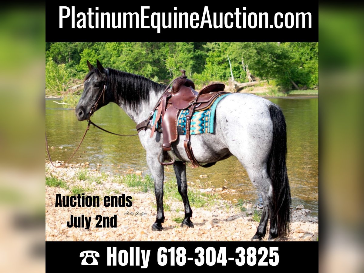 American Quarter Horse Ruin 8 Jaar 157 cm Roan-Blue in Hillsboro KY