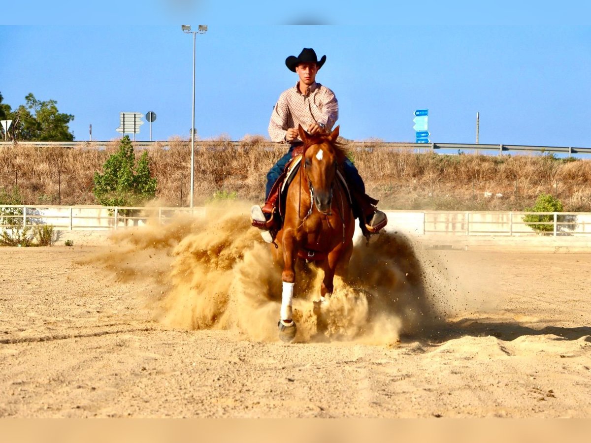 American Quarter Horse Ruin 8 Jaar 158 cm Red Dun in Santa Ana