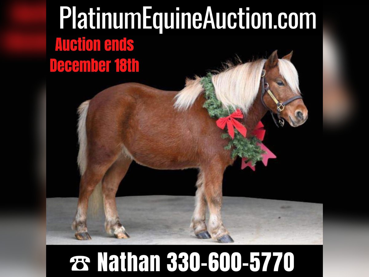 American Quarter Horse Ruin 8 Jaar 99 cm Donkere-vos in Millersburg OH
