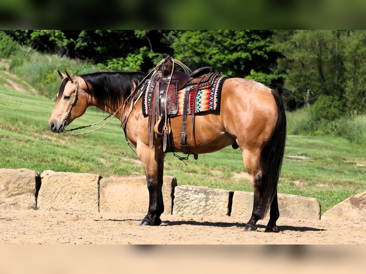 American Quarter Horse Ruin 8 Jaar Buckskin in Millersburg