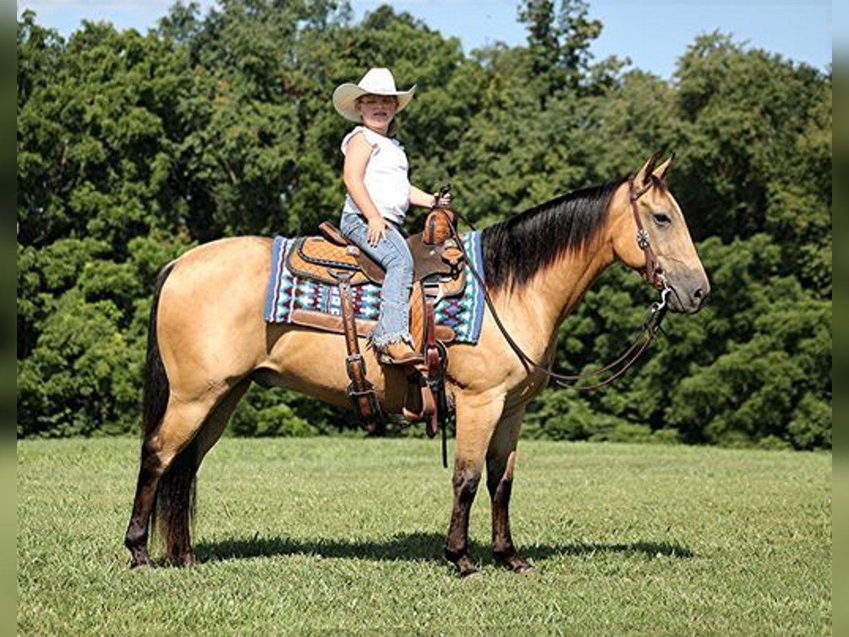 American Quarter Horse Ruin 8 Jaar Buckskin in Mount Vernon, KY