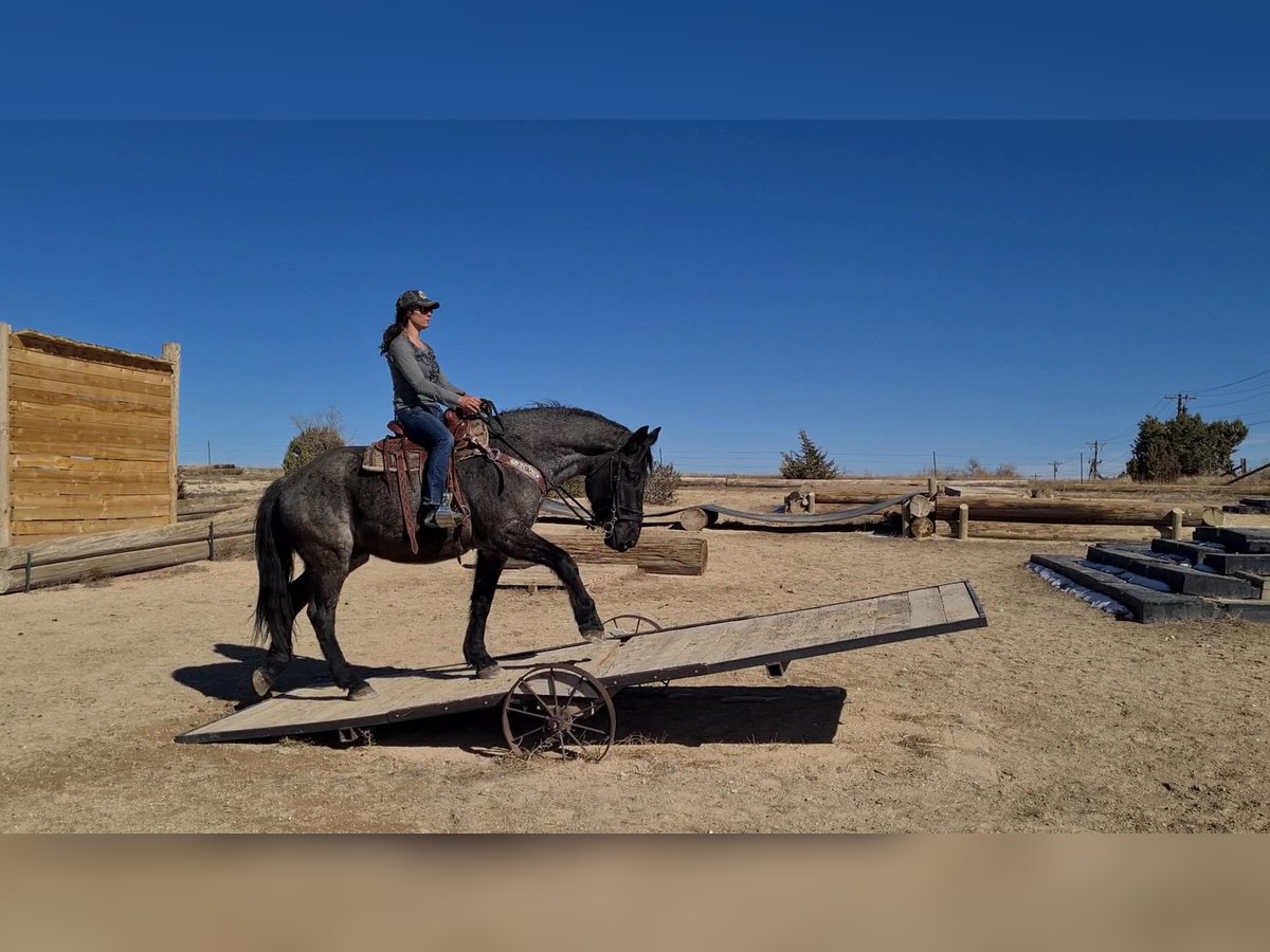 American Quarter Horse Ruin 8 Jaar Roan-Blue in Franktown CO