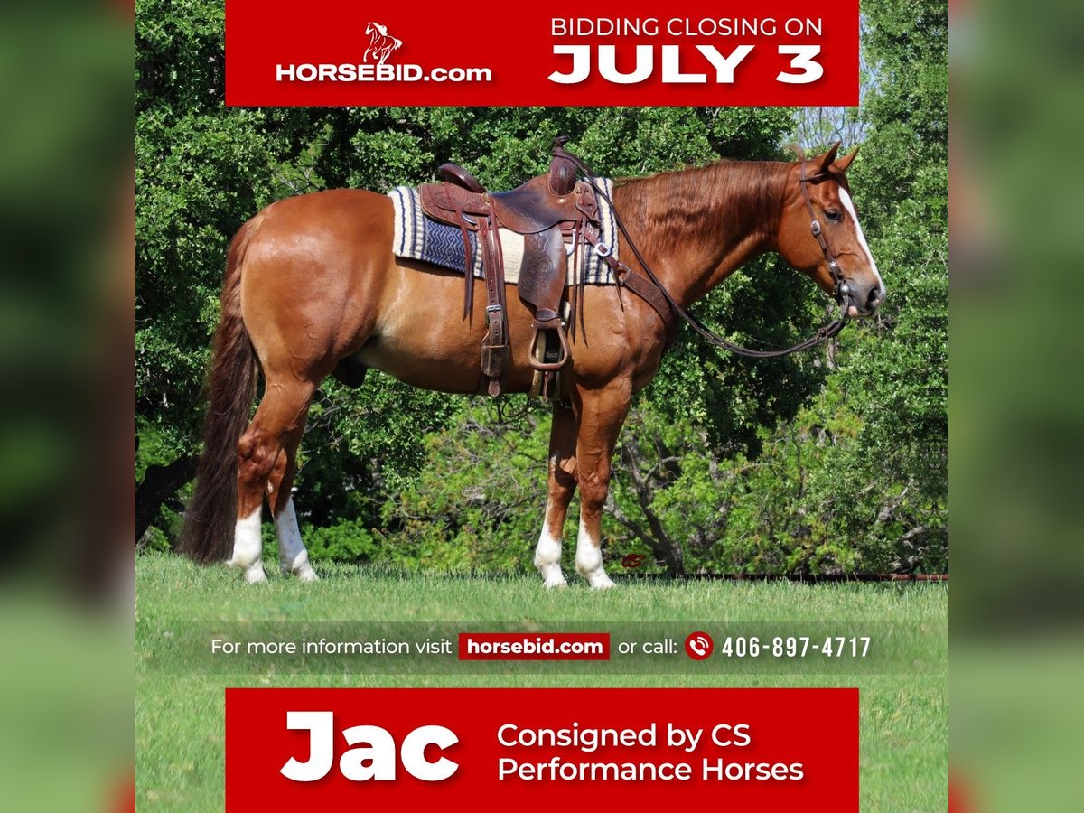 American Quarter Horse Ruin 8 Jaar Roodvos in Jacksboro, TX