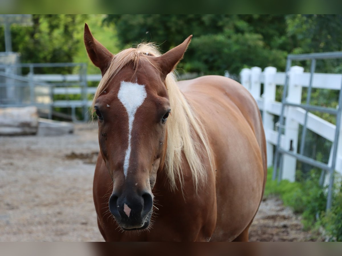 American Quarter Horse Ruin 8 Jaar Vos in Niederbipp