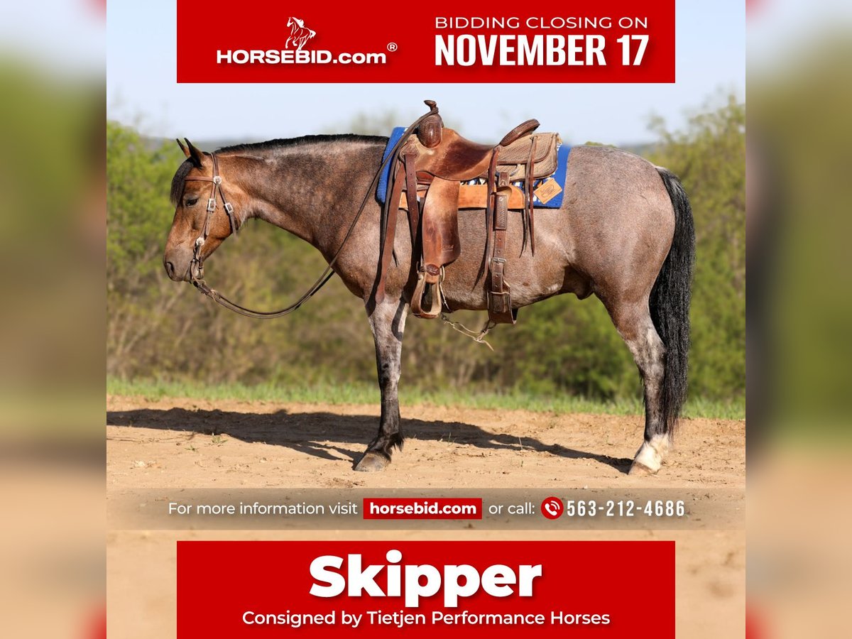 American Quarter Horse Ruin 9 Jaar 142 cm Buckskin in Bellevue