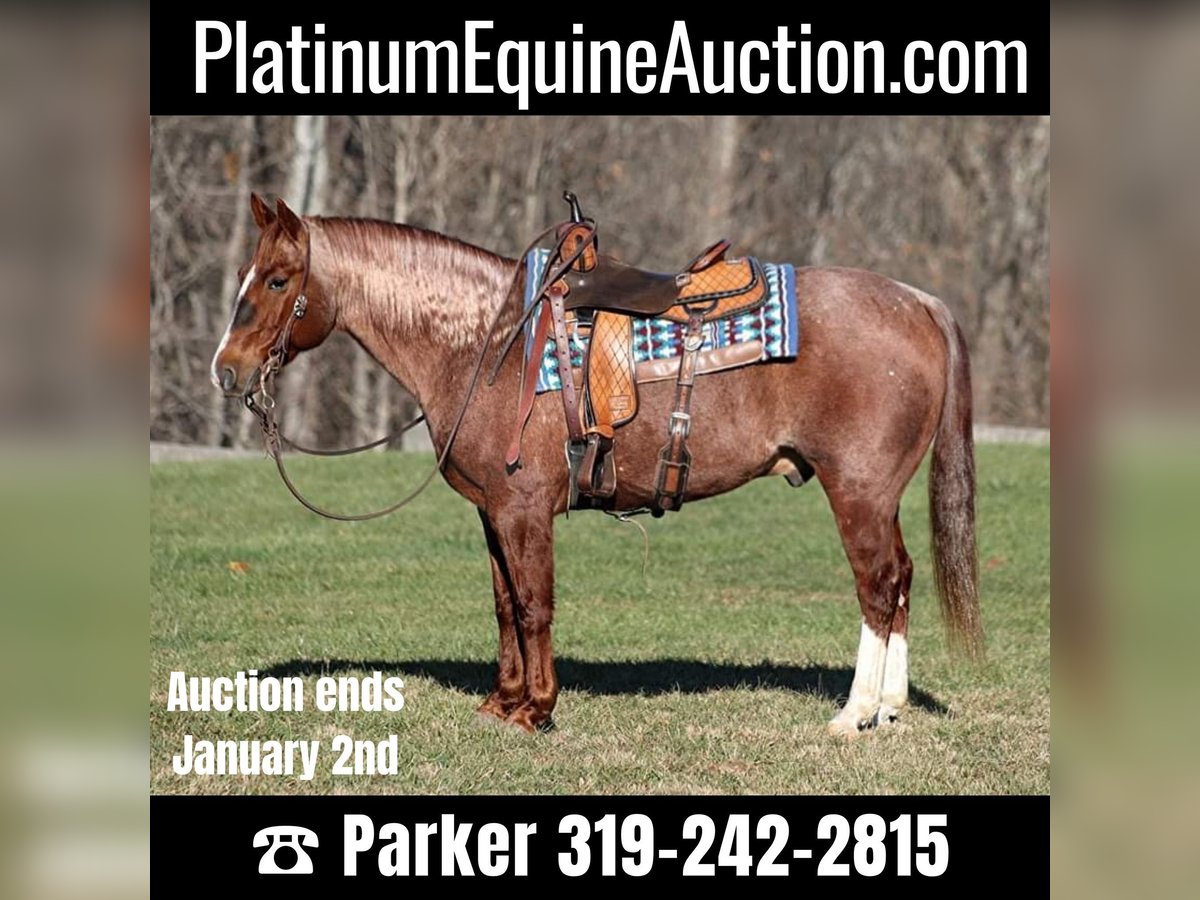 American Quarter Horse Ruin 9 Jaar 147 cm Roan-Red in Somerset