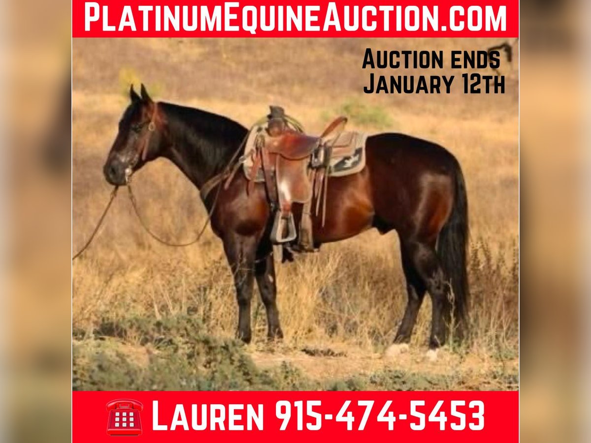 American Quarter Horse Ruin 9 Jaar 147 cm Roodbruin in El Paso TX