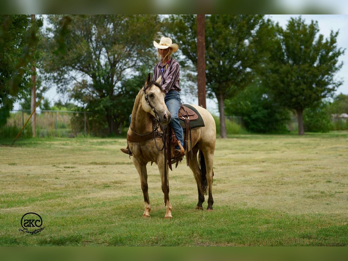American Quarter Horse Ruin 9 Jaar 150 cm Buckskin in Canyon, TX American Quarter Horse Ruin 9 Jaar 150 cm Buckskin in Canyon, TX