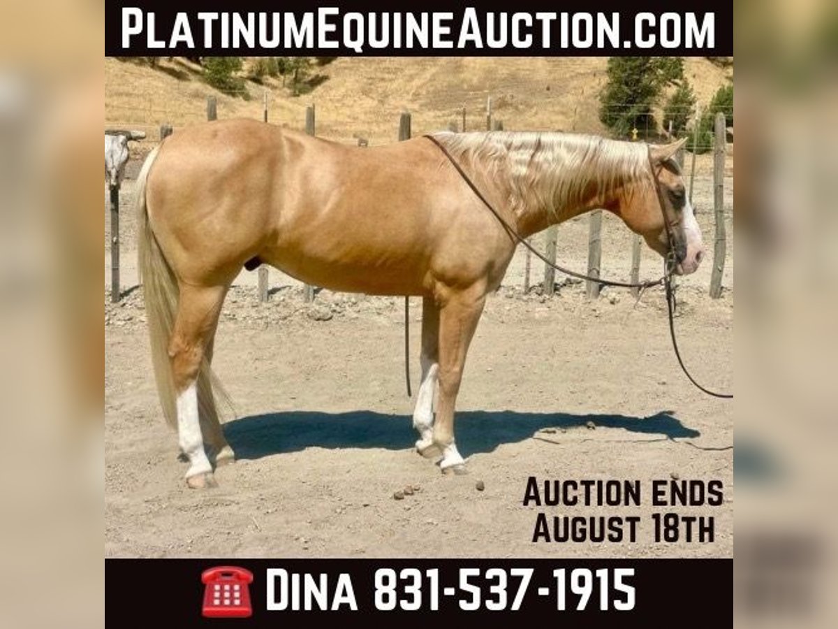 American Quarter Horse Ruin 9 Jaar 150 cm Palomino in Paicines CA