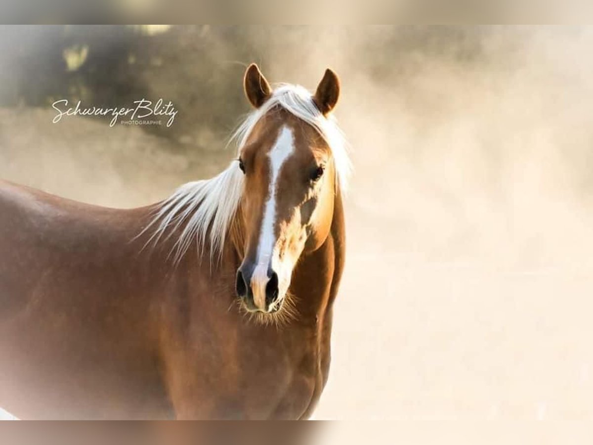 American Quarter Horse Ruin 9 Jaar 150 cm Palomino in Eschenau