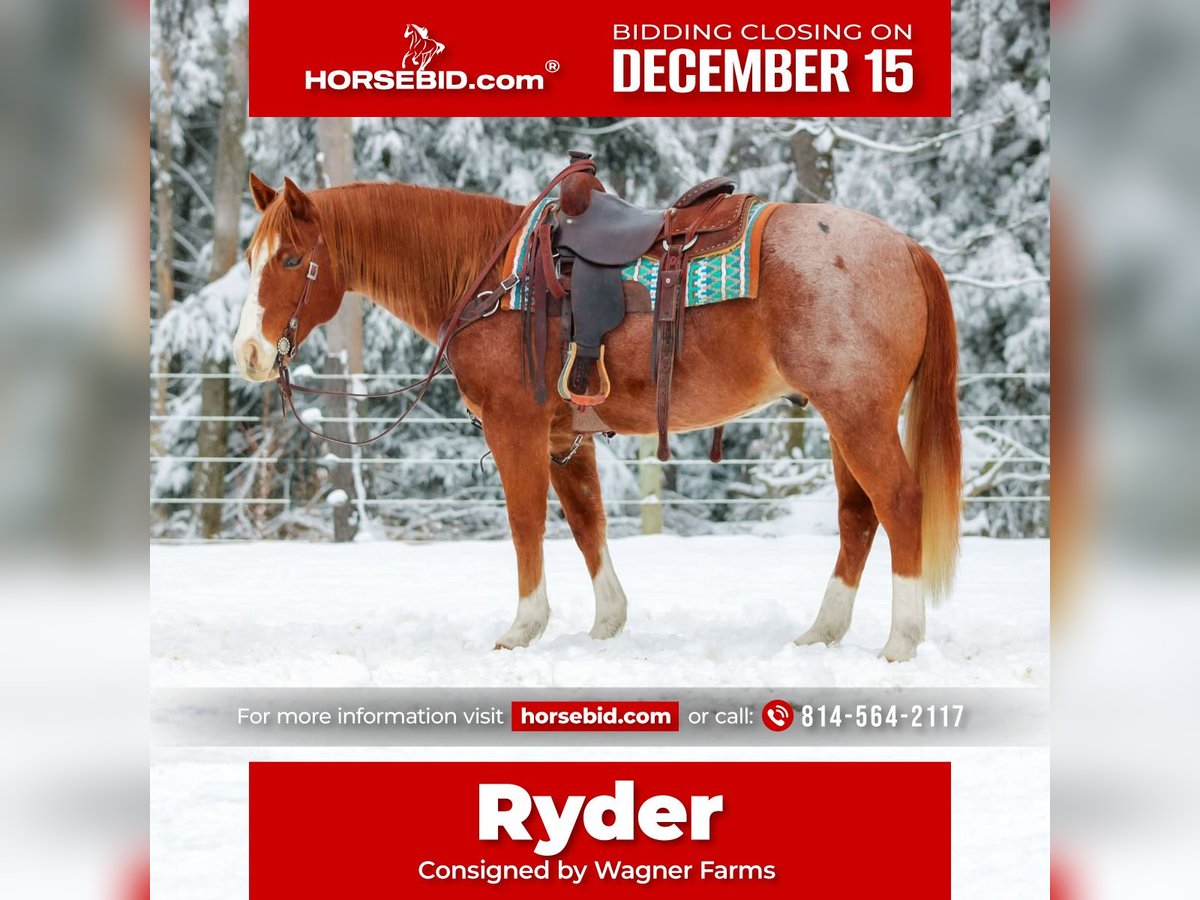 American Quarter Horse Ruin 9 Jaar 150 cm Roan-Red in Clarion