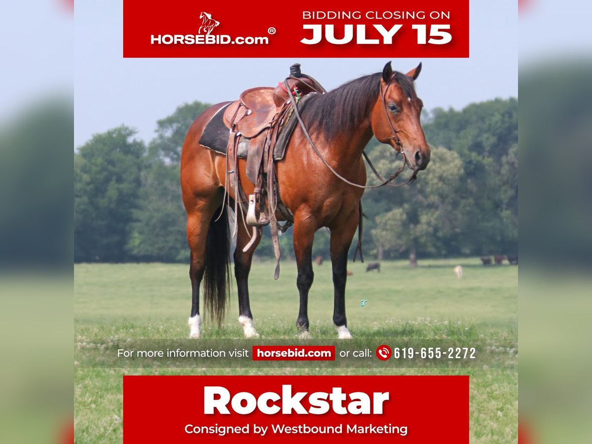 American Quarter Horse Ruin 9 Jaar 150 cm Roodbruin in Carthage