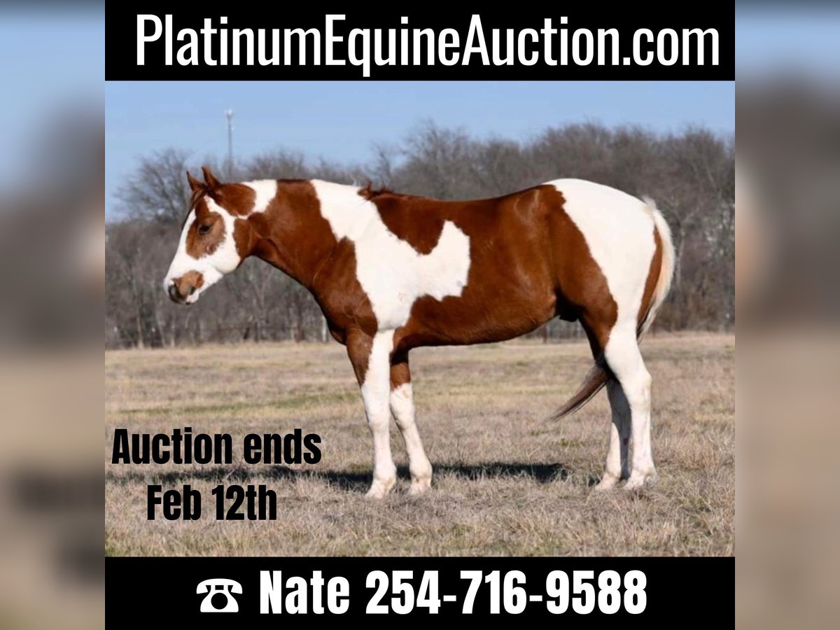 American Quarter Horse Ruin 9 Jaar 150 cm Tobiano-alle-kleuren in Waco TX