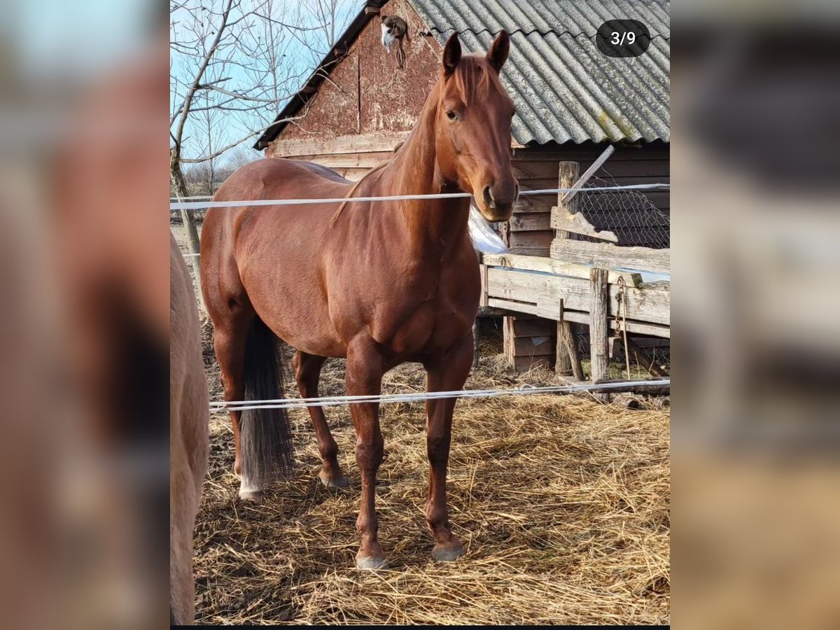 American Quarter Horse Ruin 9 Jaar 152 cm Bruin in Akasztó