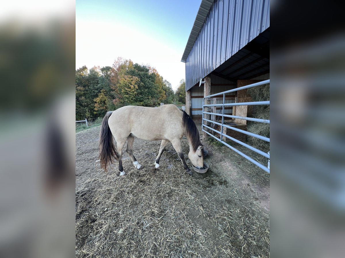 American Quarter Horse Ruin 9 Jaar 152 cm Buckskin in Gresham