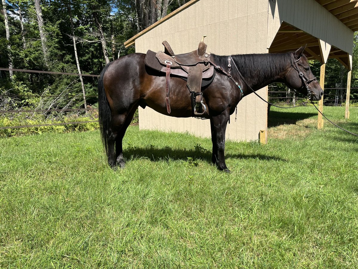 American Quarter Horse Ruin 9 Jaar 152 cm Donkerbruin in Eddington