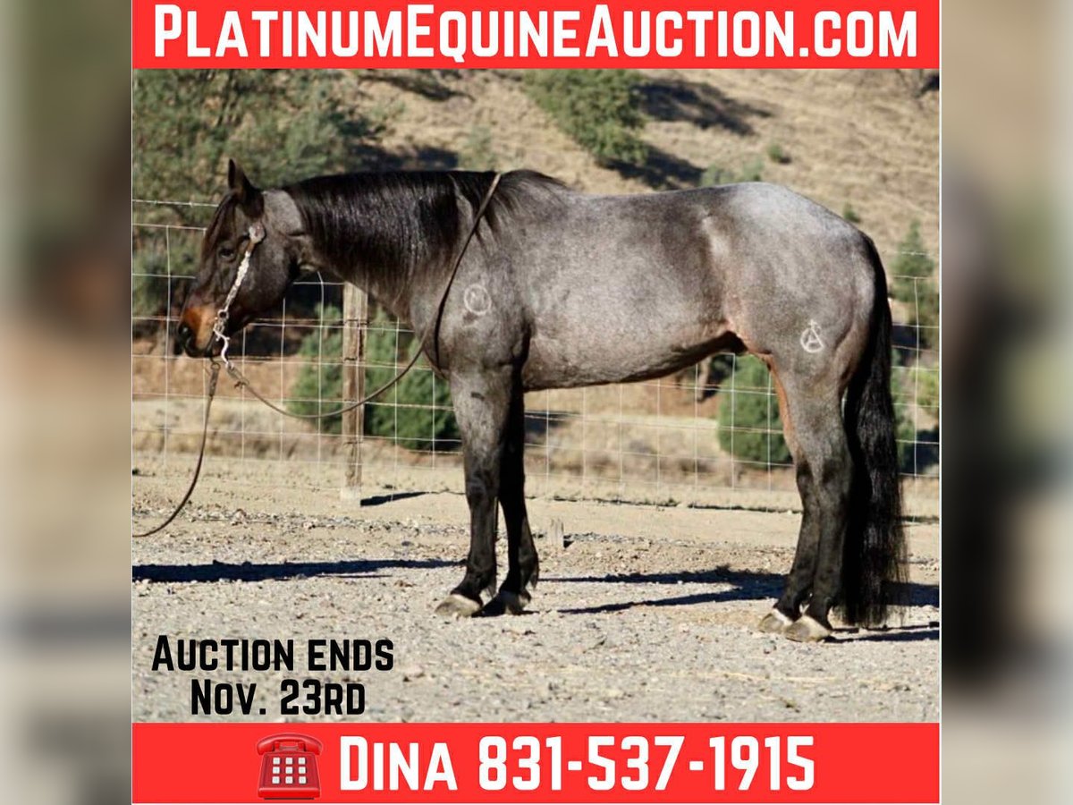 American Quarter Horse Ruin 9 Jaar 152 cm Roan-Blue in Paicines CA