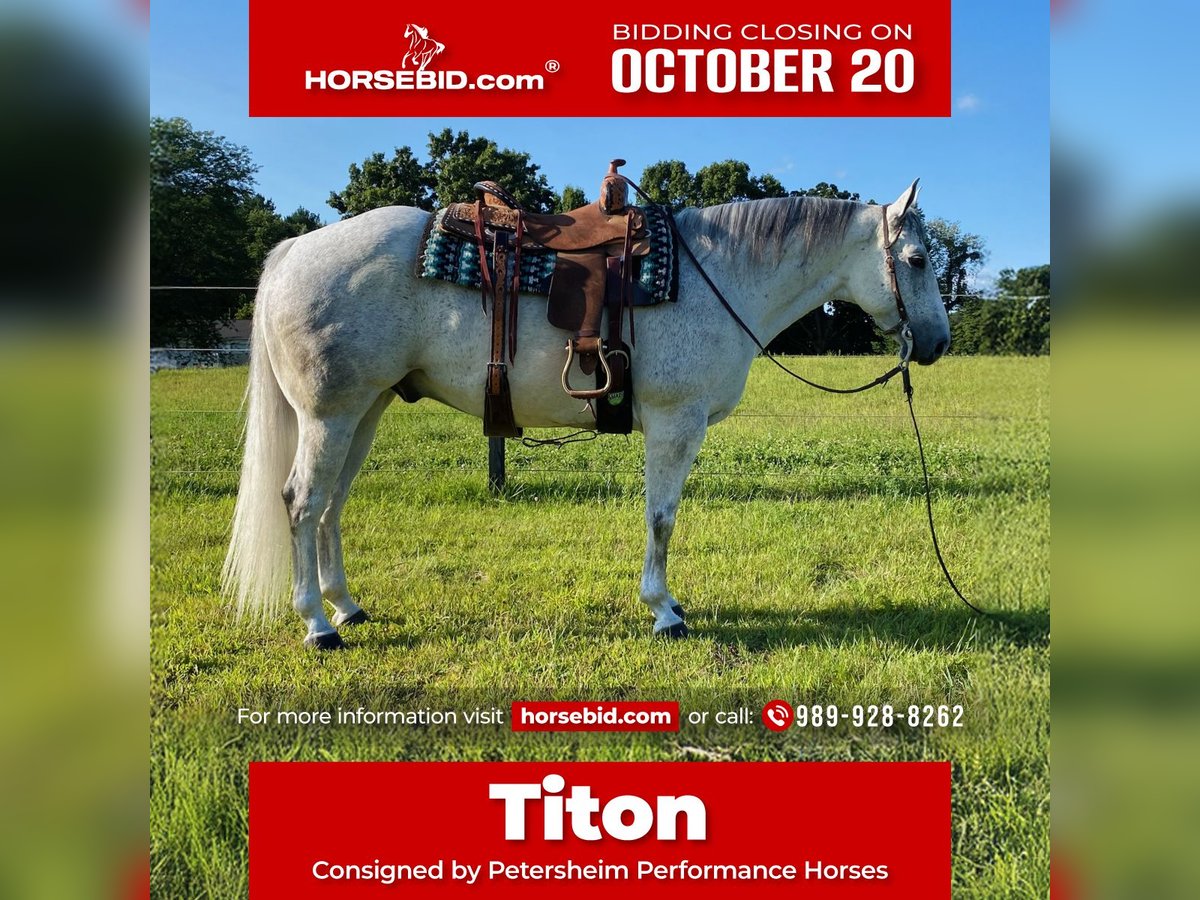 American Quarter Horse Ruin 9 Jaar 152 cm Schimmel in Fowlerville