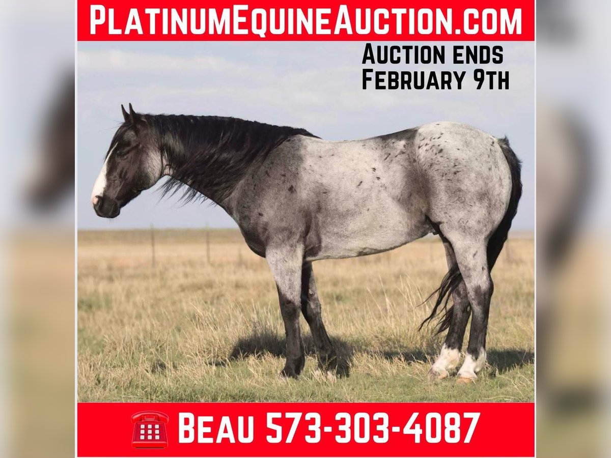 American Quarter Horse Ruin 9 Jaar 155 cm Roan-Blue in Sweet Springs Mo