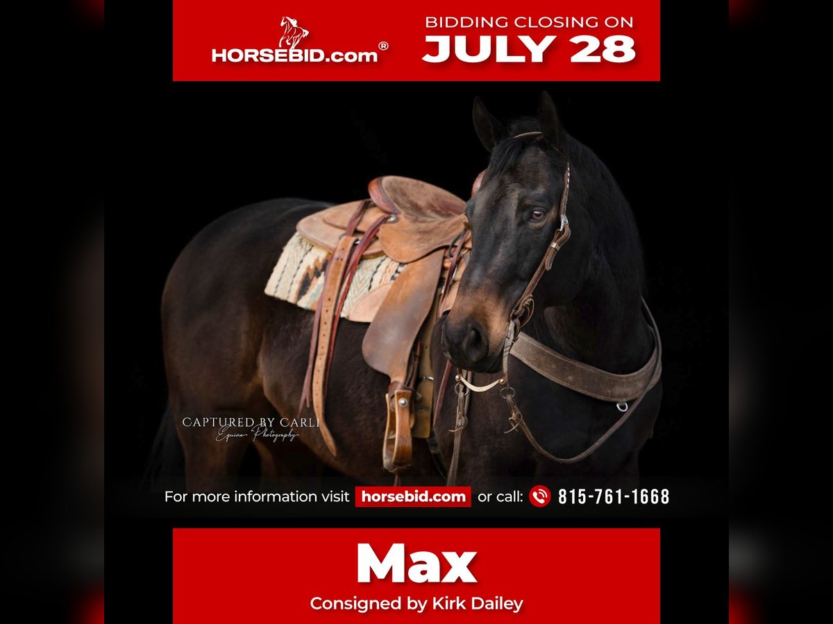 American Quarter Horse Ruin 9 Jaar 155 cm Roodbruin in Argenta