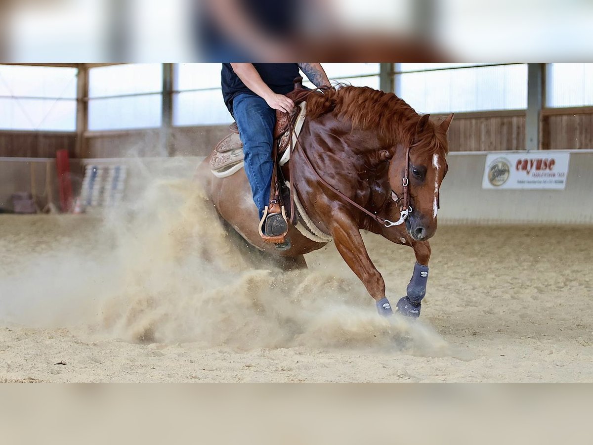 American Quarter Horse Ruin 9 Jaar 155 cm Vos in Kirchdorf