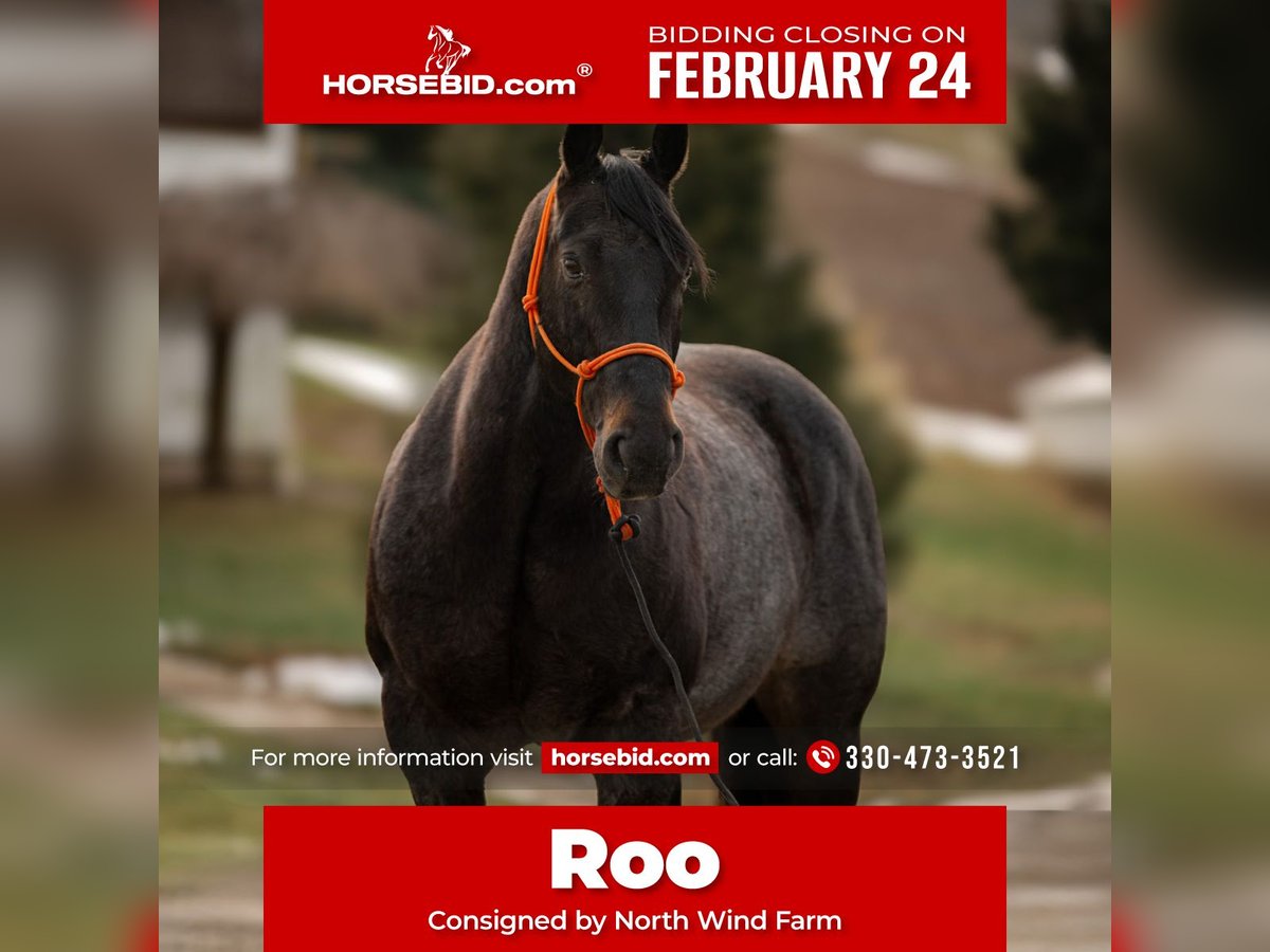 American Quarter Horse Ruin 9 Jaar 163 cm Roan-Blue in Fredericksburg, OH