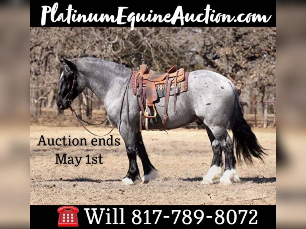 American Quarter Horse Ruin 9 Jaar 163 cm Roan-Blue in Joshua TX