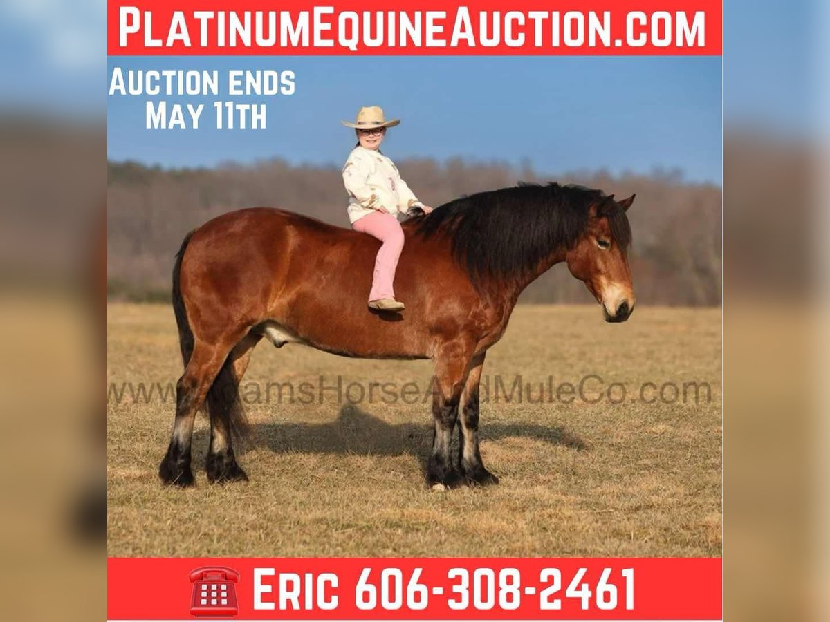 American Quarter Horse Ruin 9 Jaar 163 cm Roodbruin in Mount Vernon, KY