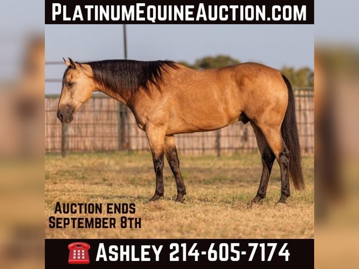 American Quarter Horse Ruin 9 Jaar Buckskin in Weatherford Tx