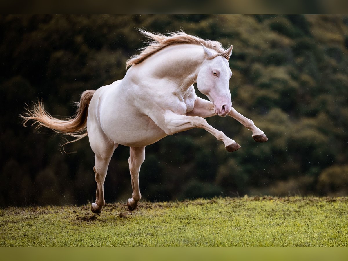 American Quarter Horse Stallion 11 years 14,2 hh Champagne in Wein&#xE4;hr