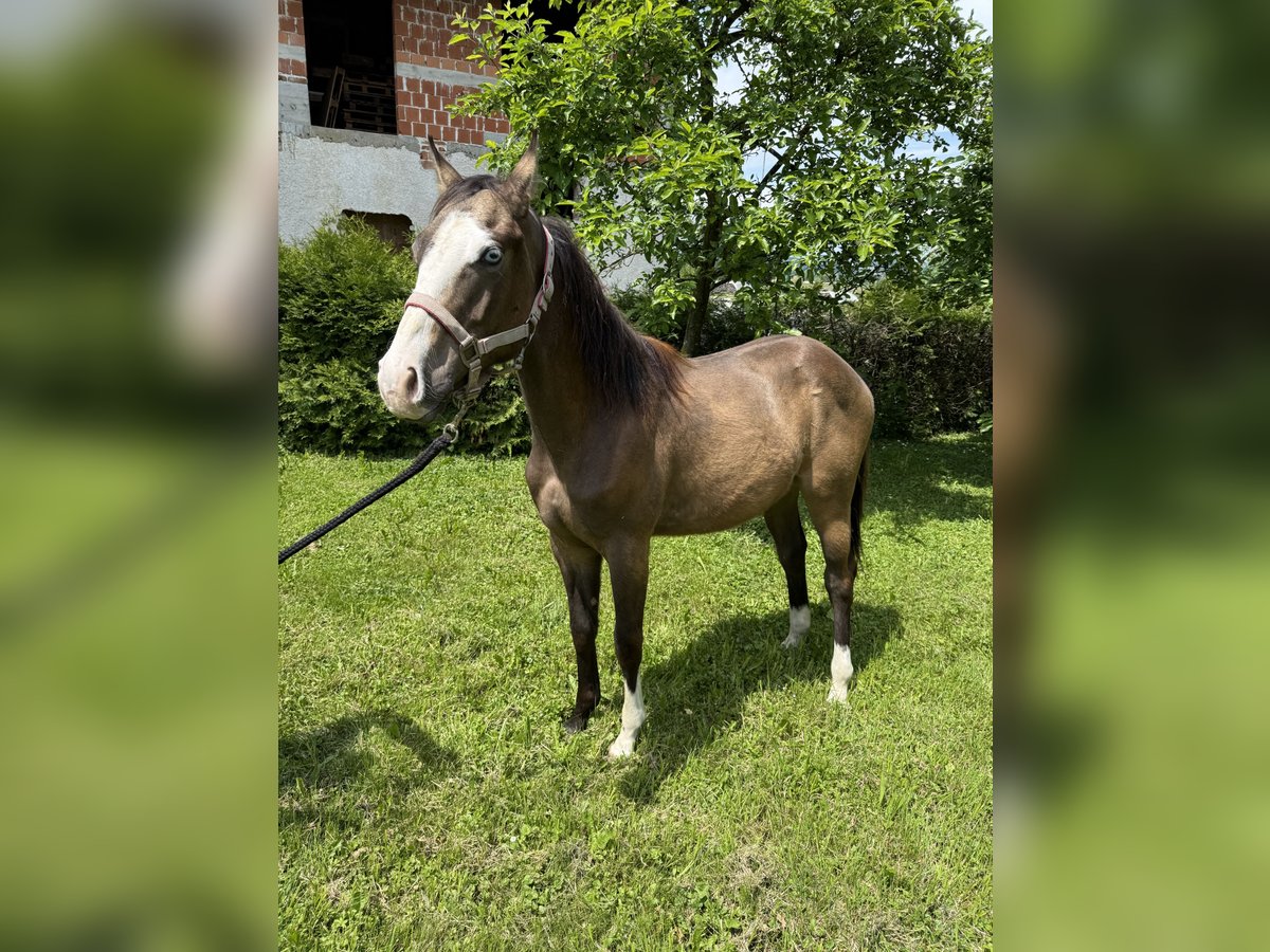 American Quarter Horse Stallion 1 year 12,2 hh Buckskin in Ljubljana