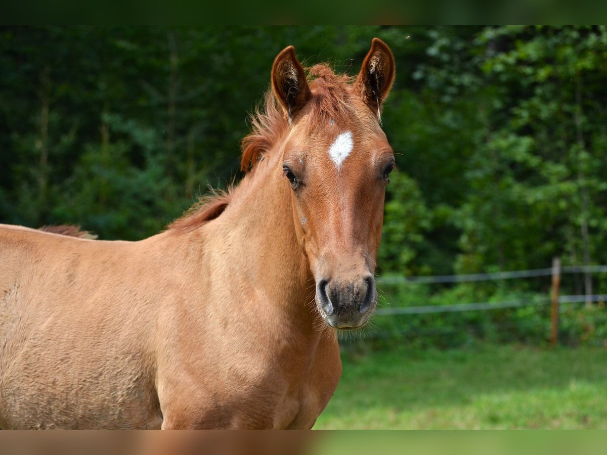 American Quarter Horse Mix Stallion 1 year 13,2 hh Red Dun in St. Koloman