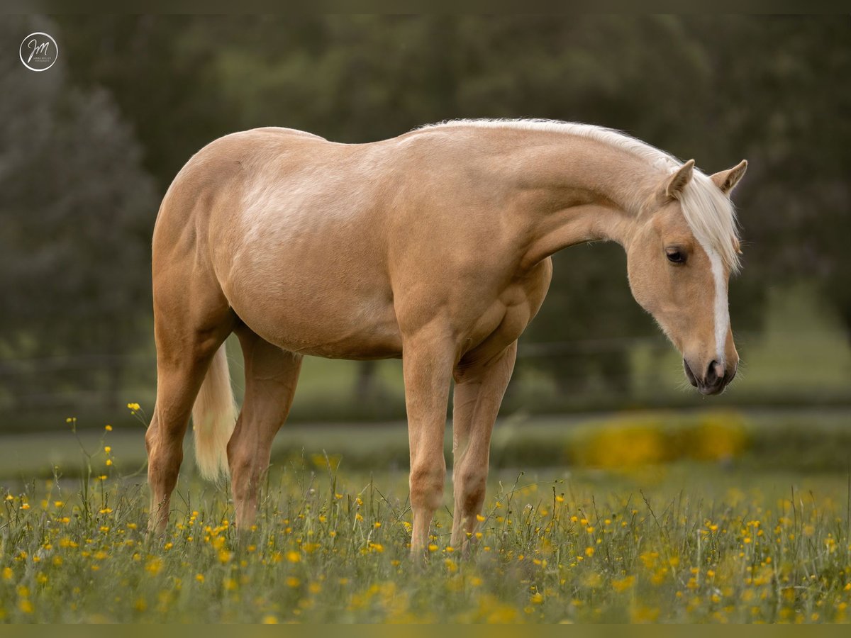 American Quarter Horse Stallion 1 year 13,2 hh Palomino in Rosenfeld