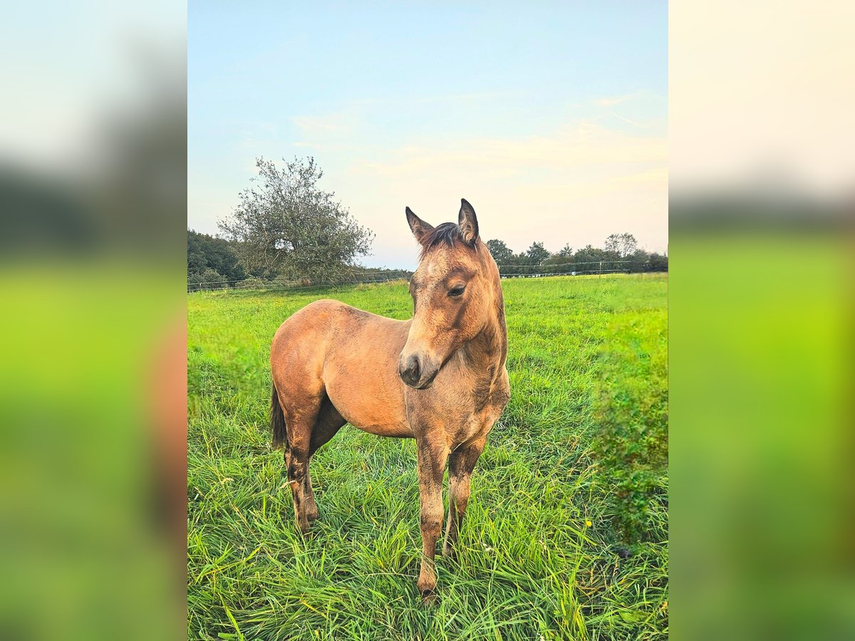 American Quarter Horse Stallion 1 year 14,2 hh Brown Falb mold in Amorbach