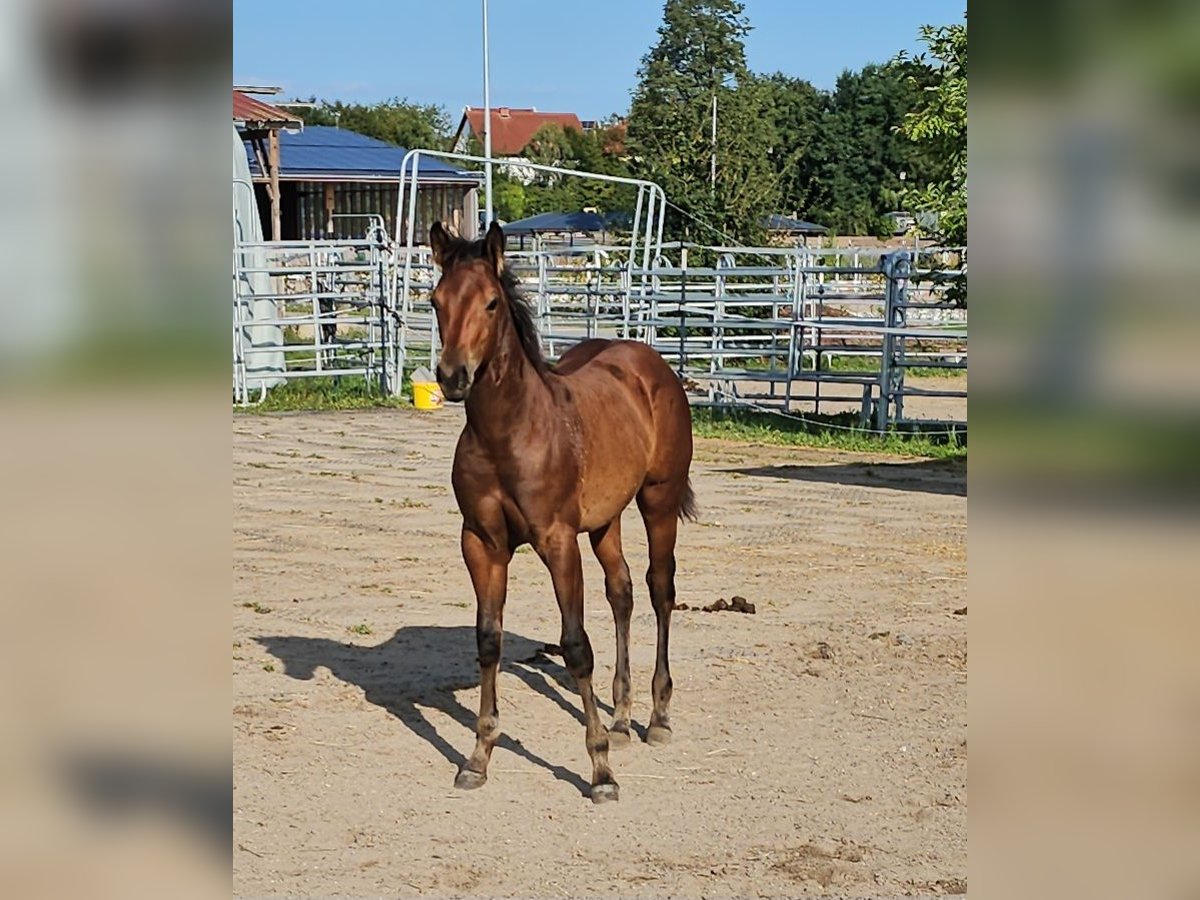 American Quarter Horse Stallion 1 year 14,2 hh Brown in Neupotz