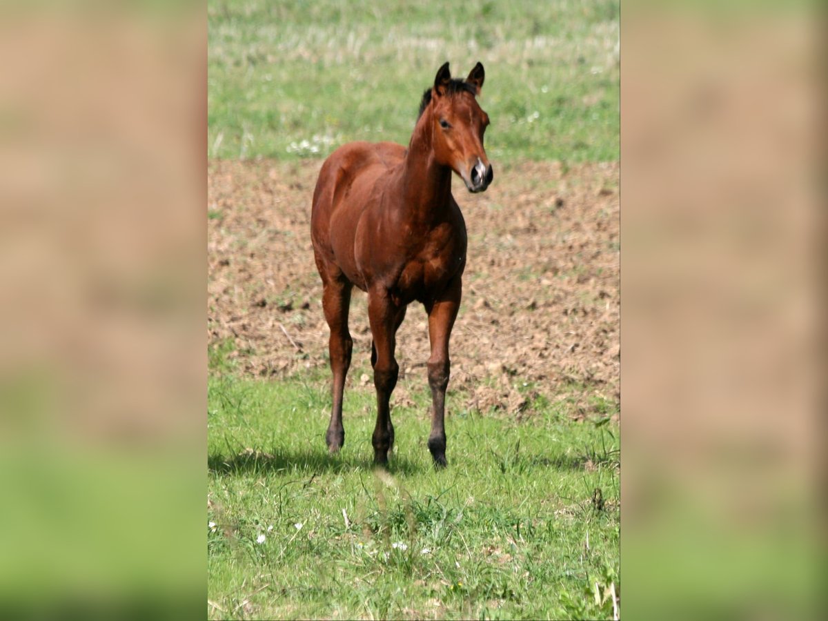 American Quarter Horse Stallion 1 year 14,2 hh Brown in Bonn