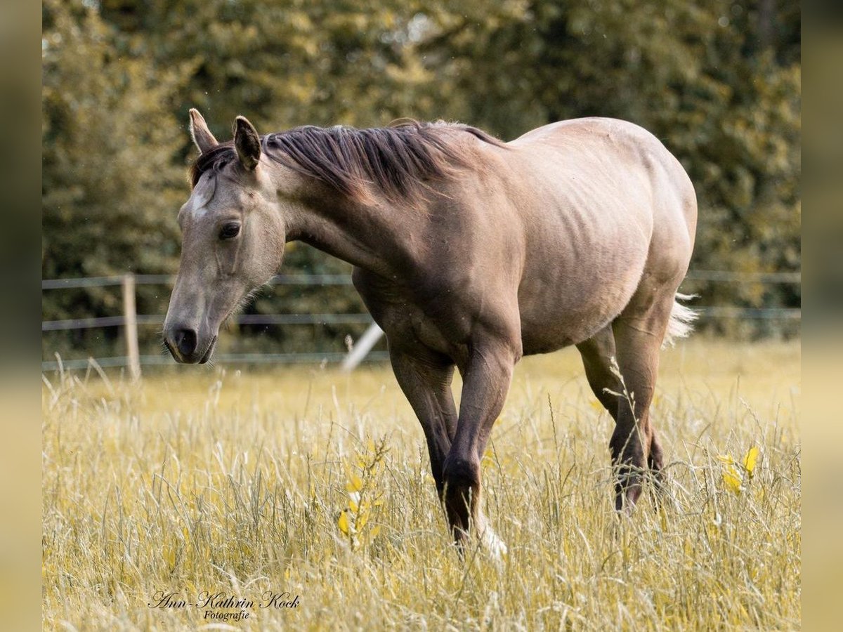 American Quarter Horse Stallion 1 year 14,2 hh Buckskin in Erkelenz
