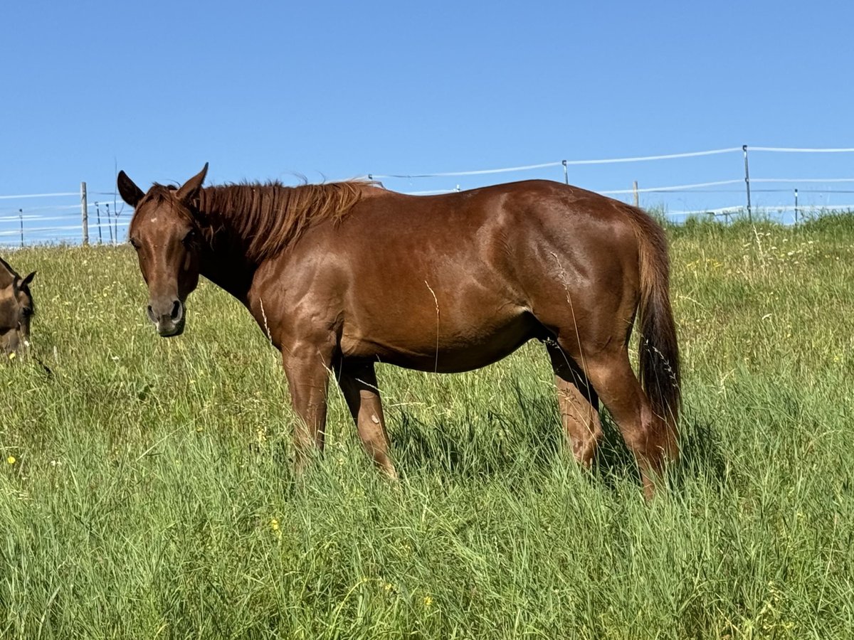 American Quarter Horse Stallion 1 year 14,2 hh Chestnut-Red in Schlüsselfeld