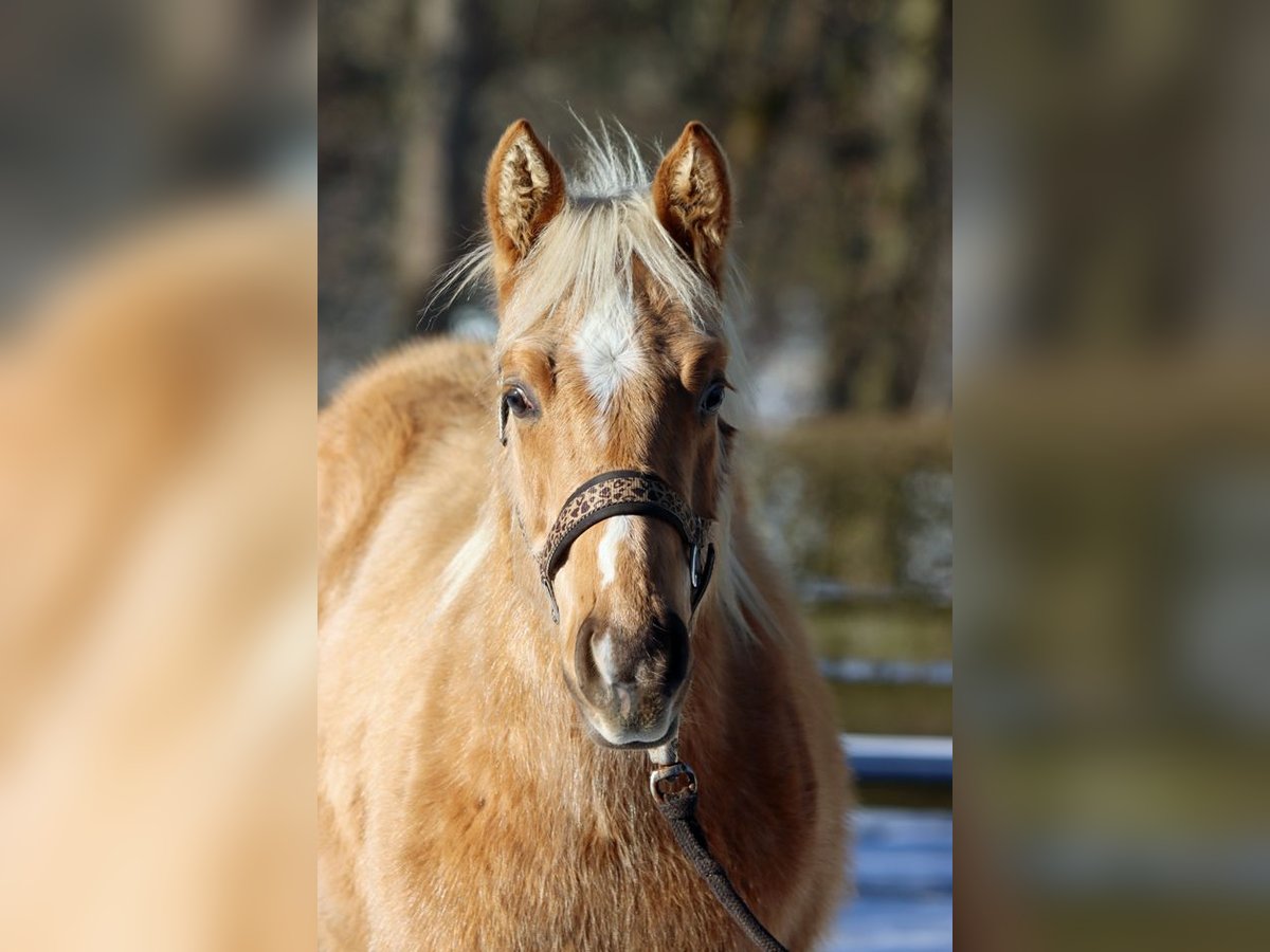 American Quarter Horse Stallion 1 year 14,2 hh Palomino in Hellenthal