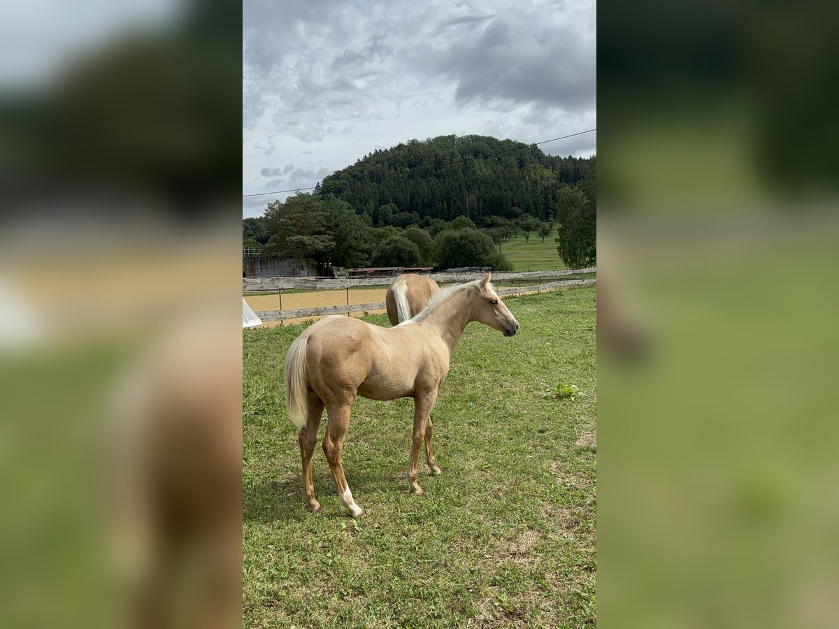 American Quarter Horse Stallion 1 year 14,2 hh Palomino in Rosenfeld