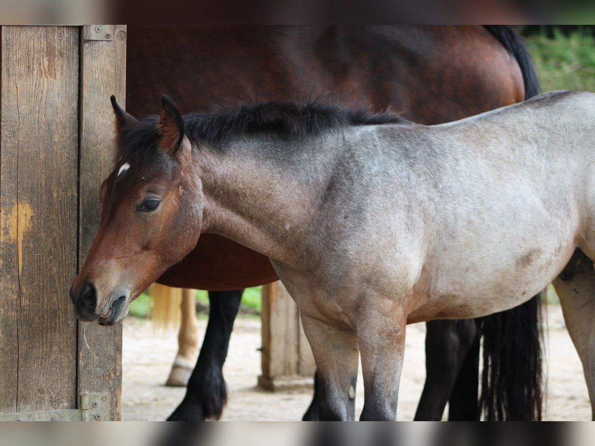 American Quarter Horse Stallion 1 year 14,2 hh Roan-Bay in Gschwend