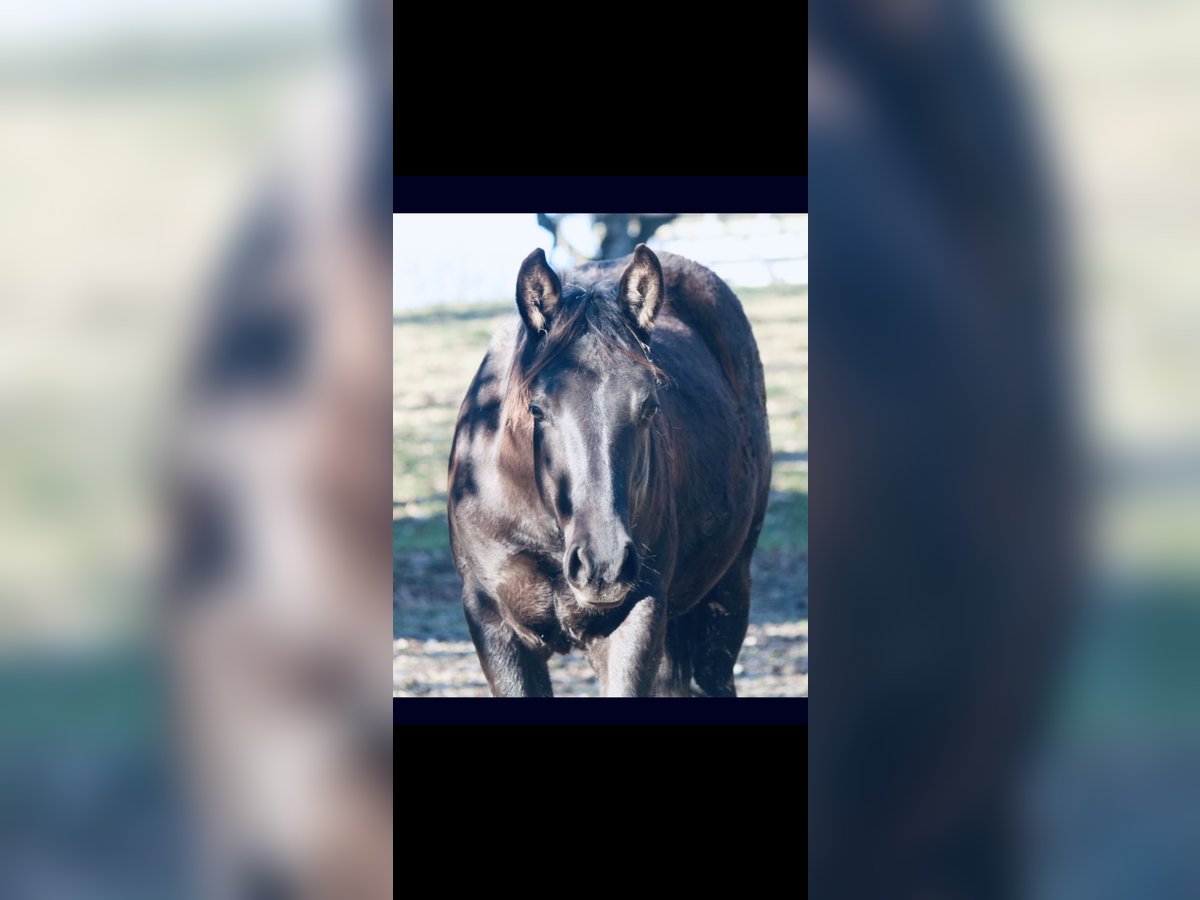 American Quarter Horse Stallion 1 year 14,3 hh Black in Saarbrücken